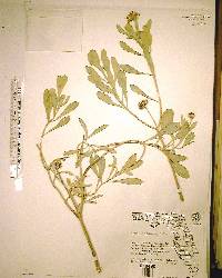 Borrichia frutescens image