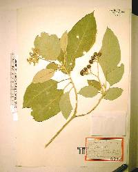 Solanum erianthum image