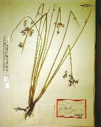 Cyperus haspan image