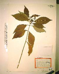 Psychotria ligustrifolia image