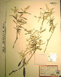 Croton linearis image