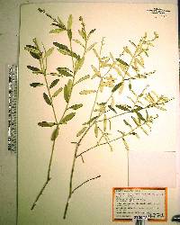 Croton linearis image