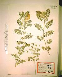 Tribulus cistoides image