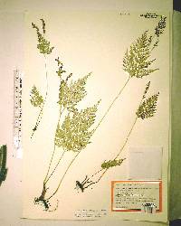 Anemia adiantifolia image