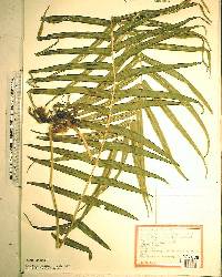 Pteris vittata image