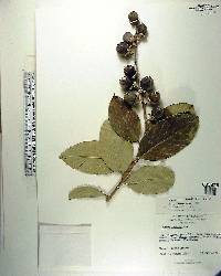 Lagerstroemia hirsuta image