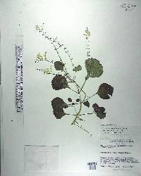 Plectranthus verticillatus image