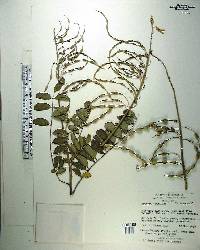 Sophora tomentosa image