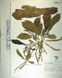 Terminalia oblonga image