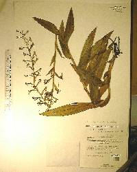 Habenaria odontopetala image