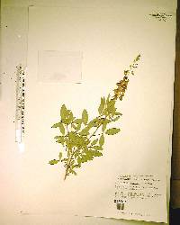 Crotalaria trichotoma image