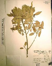 Conocarpus erectus image