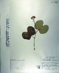 Bauhinia thonningii image