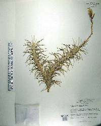 Tillandsia araujei image