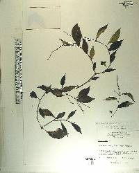 Peperomia glabella image