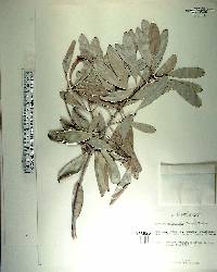 Cassine orientalis image
