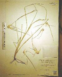 Rhynchospora colorata image