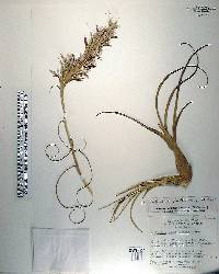 Tillandsia balbisiana image