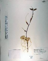 Strophanthus sarmentosus image