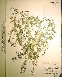 Lepidium didymum image