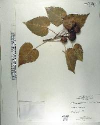 Thespesia populnea image