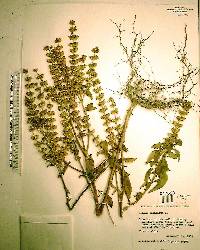 Ocimum basilicum image