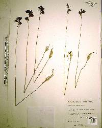 Utricularia cornuta image