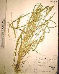 Echinochloa colona image