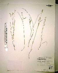 Asemeia grandiflora image