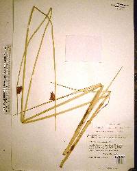 Schoenoplectus pungens var. pungens image