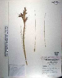 Tillandsia bartramii image