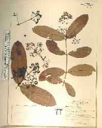 Ixora arborea image