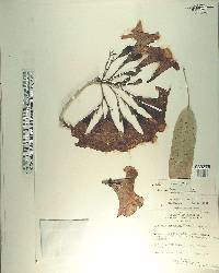 Micropholis rugosa image