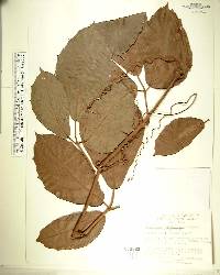 Tetrastigma voinierianum image