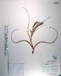 Tillandsia bulbosa image