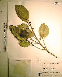 Ficus aurea image