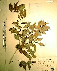 Eugenia axillaris image