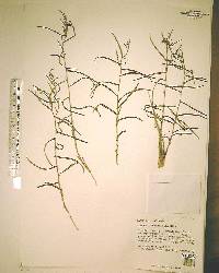 Tragia linearifolia image