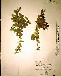 Ilex vomitoria image