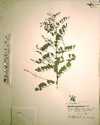 Indigofera caroliniana image