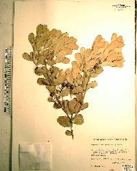 Reynosia septentrionalis image
