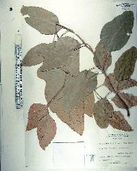 Eucalyptus alba image