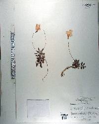 Streptocarpus saxorum image