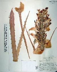Bromelia antiacantha image