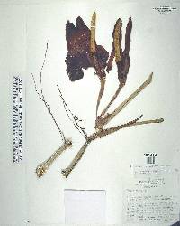 Philodendron sagittifolium image