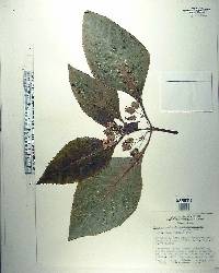 Chrysothemis friedrichsthaliana image