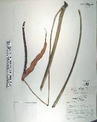 Anthurium pedatoradiatum subsp. helleborifolium image