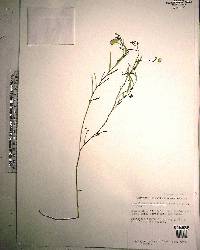 Crotalaria rotundifolia image