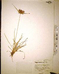 Cyperus polystachyos image