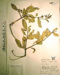 Quercus virginiana image